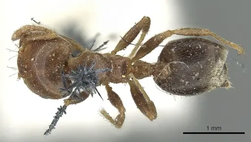 Crematogaster australis specimen