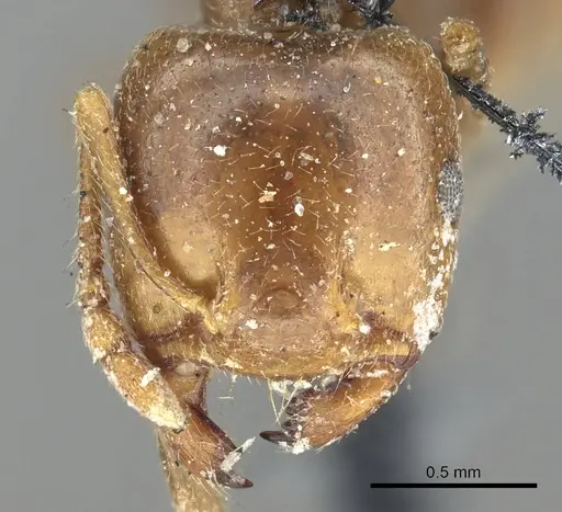 Crematogaster australis specimen