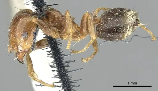 Crematogaster australis specimen