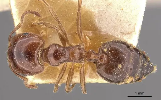 Crematogaster australis - CASENT0908594