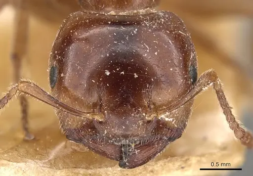 Crematogaster australis - CASENT0908594