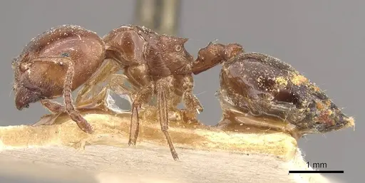 Crematogaster australis - CASENT0908594