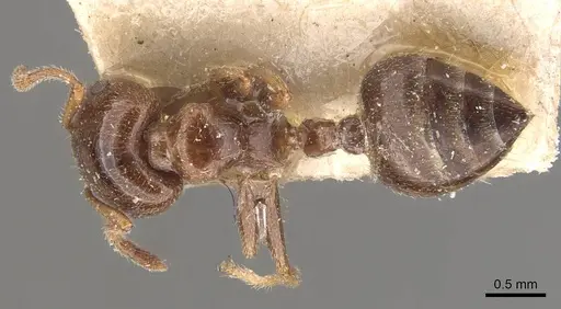 Crematogaster australis - CASENT0908595