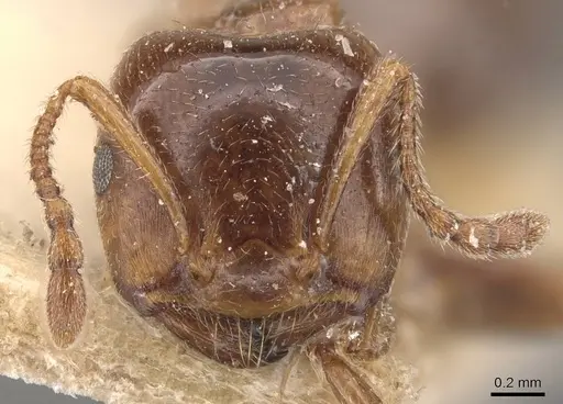 Crematogaster australis - CASENT0908595