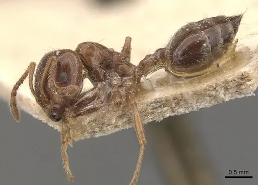 Crematogaster australis - CASENT0908595