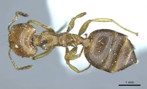 Crematogaster australis - CASENT0919690