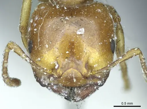 Crematogaster australis - CASENT0919690