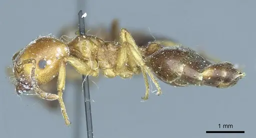 Crematogaster australis - CASENT0919690