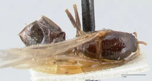 Crematogaster australis - FOCOL1502