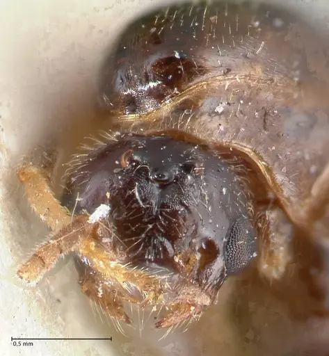 Crematogaster australis - FOCOL1502