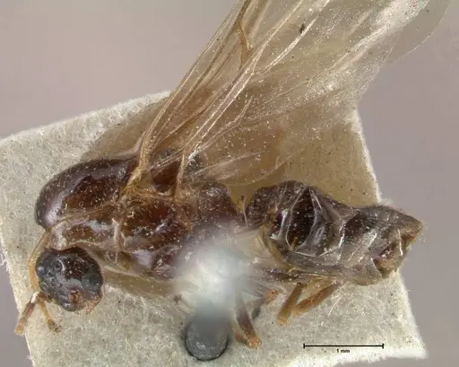 Crematogaster australis - FOCOL1502