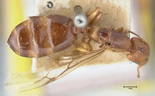 Crematogaster australis - FOCOL1503