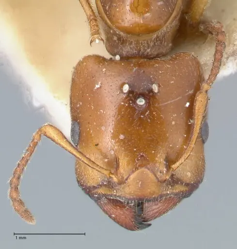 Crematogaster australis - FOCOL1503