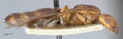 Crematogaster australis - FOCOL1503