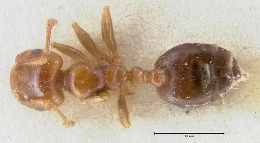 Crematogaster australis - FOCOL1504