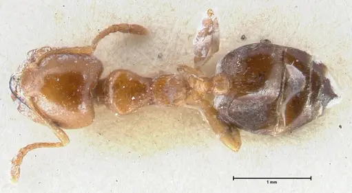 Crematogaster australis - FOCOL1505