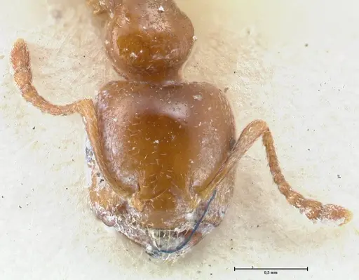 Crematogaster australis - FOCOL1505