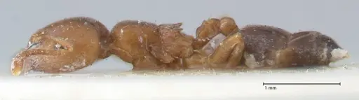 Crematogaster australis - FOCOL1505