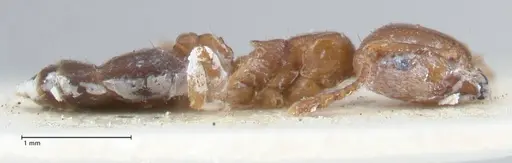 Crematogaster australis - FOCOL1505