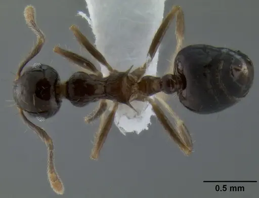 Crematogaster baduvi specimen