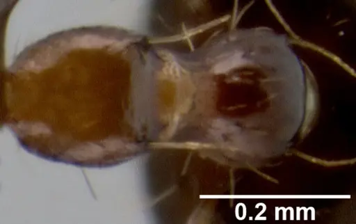 Crematogaster baduvi specimen