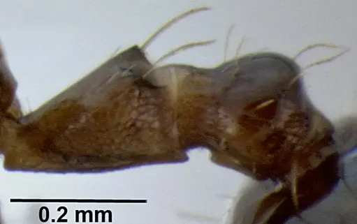 Crematogaster baduvi - CASENT0193723