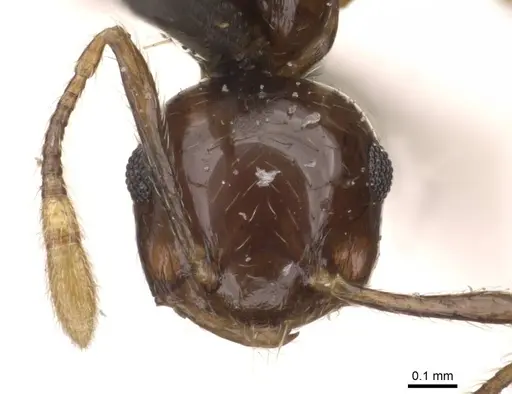 Crematogaster baduvi - CASENT0908365
