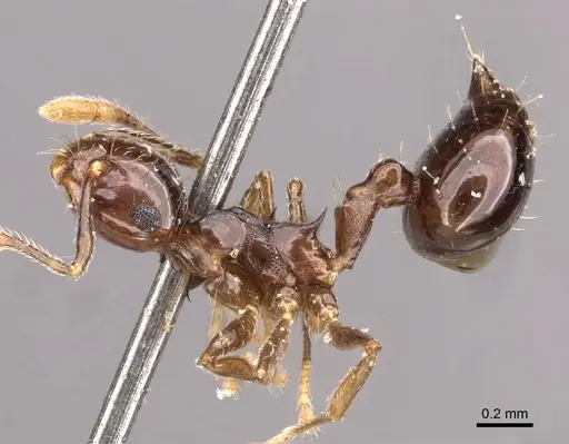 Crematogaster baduvi - CASENT0908365