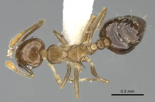 Crematogaster baduvi - CASENT0919944