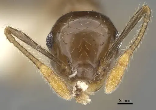 Crematogaster baduvi - CASENT0919944