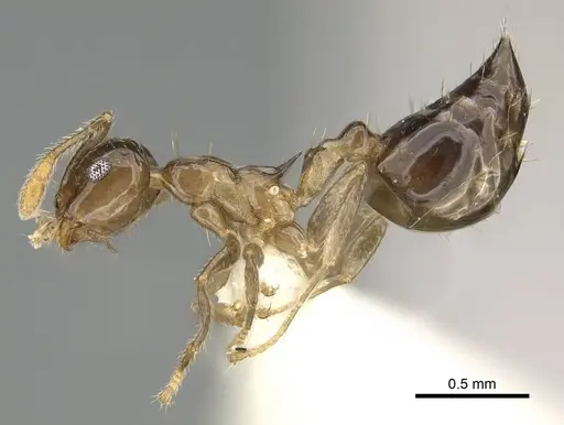 Crematogaster baduvi - CASENT0919944