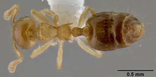 Crematogaster bandarensis specimen