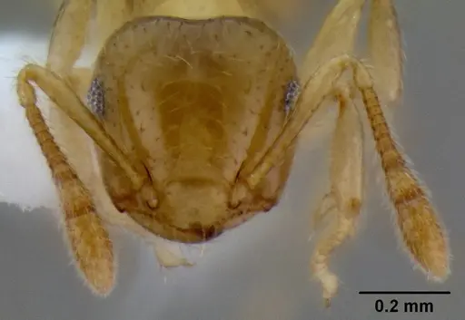 Crematogaster bandarensis specimen