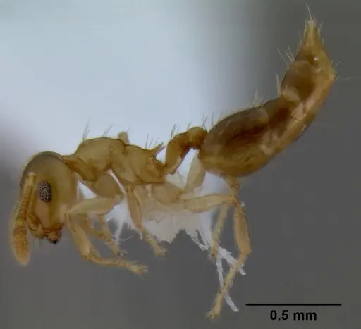 Crematogaster bandarensis specimen