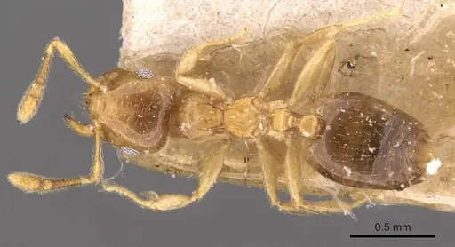 Crematogaster bandarensis - CASENT0908367