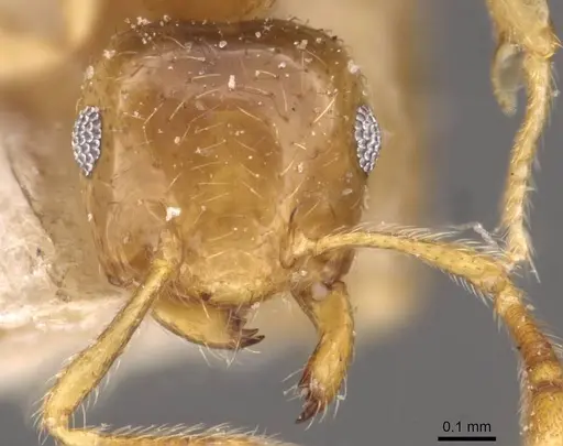 Crematogaster bandarensis - CASENT0908367