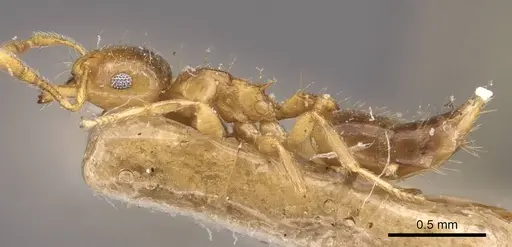 Crematogaster bandarensis - CASENT0908367