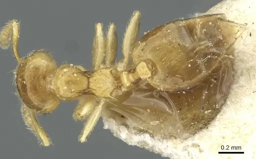 Crematogaster bandarensis - CASENT0912752