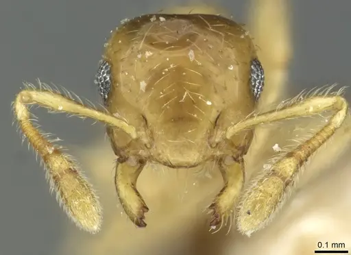 Crematogaster bandarensis - CASENT0912752