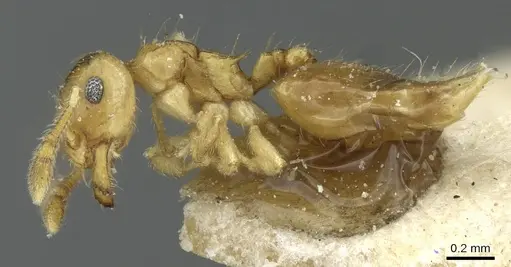 Crematogaster bandarensis - CASENT0912752