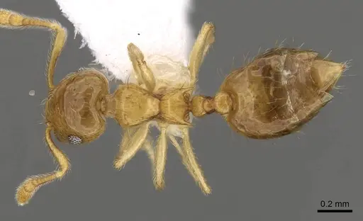 Crematogaster bandarensis - CASENT0914537