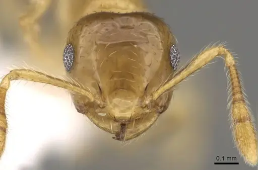 Crematogaster bandarensis - CASENT0914537