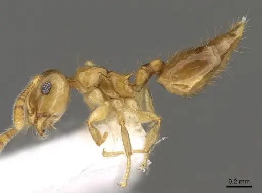 Crematogaster bandarensis - CASENT0914537