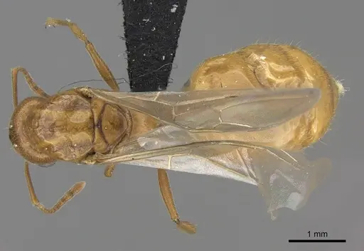 Crematogaster bara specimen