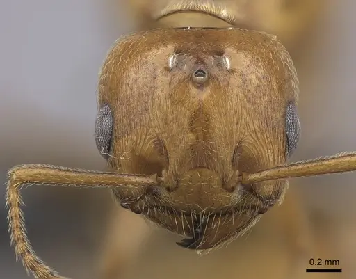 Crematogaster bara specimen