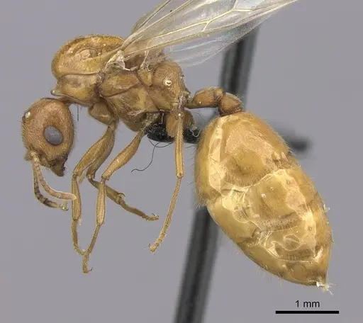 Crematogaster bara specimen