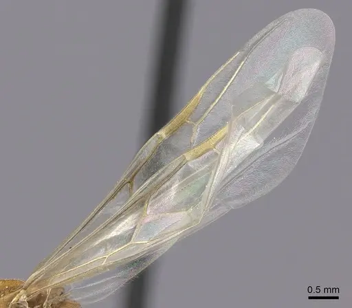 Crematogaster bara - CASENT0064664