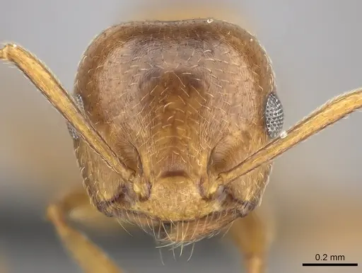 Crematogaster bara - CASENT0116613