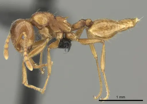 Crematogaster bara - CASENT0116613