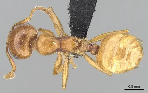 Crematogaster bara - CASENT0491123